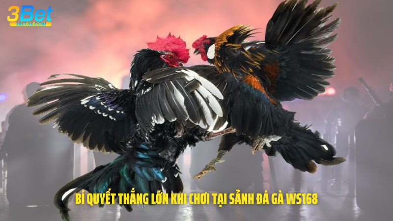 Bí quyết thắng lớn khi chơi tại sảnh đá gà WS168