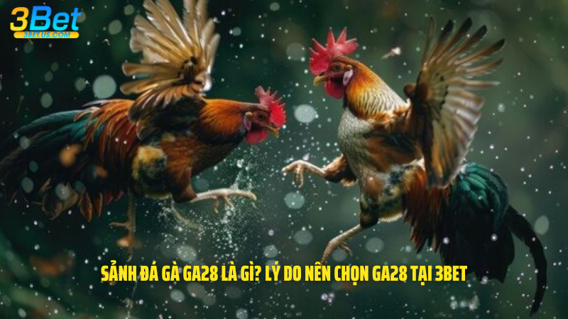 Sảnh đá gà Ga28 là gì? Lý do nên chọn Ga28 tại 3Bet