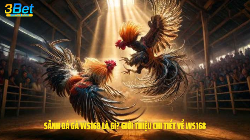 Sảnh đá gà WS168 là gì? Giới thiệu chi tiết về WS168 và lý do nên chọn 3Bet