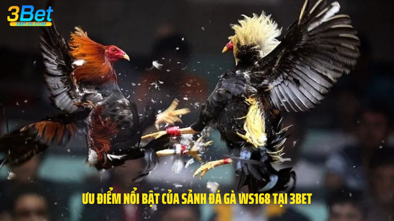 Ưu điểm nổi bật của sảnh đá gà WS168 tại 3Bet